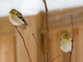 American Goldfinches - Yard Birds, Clarksville, Montgomery County, February 18, 2021