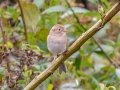 Field Sparrow -  Bells Bend Park, Davidson County, Oct 28, 2021