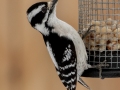 Downy Woodpecker (female) - Yard Birds, Clarksville, Montgomery County, February 18, 2021