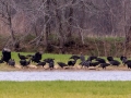 Black Vultures - Barkley WMA, Stewart County, March 22, 2021