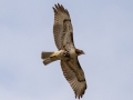Red-tailed Hawk (abieticola) - Cross Creeks NWR,  Stewart County, March 22, 2021