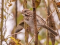 Song Sparrow -  Bells Bend Park, Davidson County, Oct 28, 2021