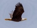Bald Eagle - Barkley WMA, Stewart County, March 22, 2021