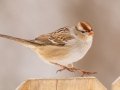 White-crowned Sparrow (juvenile) - Yard Birds, Clarksville, Montgomery County, February 18, 2021