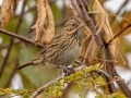 Lincoln's  Sparrow -  Bells Bend Park, Davidson County, Oct 28, 2021