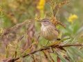 Palm Warbler - Bells Bend Park, Davidson County, Oct 28, 2021