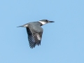 Belted Kingfisher -Tennessee NWR--Duck River Unit--Humphreys County, Nov 8, 2021