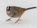 White-crowned Sparrow (adult) - Yard Birds, Clarksville, Montgomery County, February 18, 2021