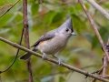 Tufted Titmouse - Bells Bend Park, Davidson County, Oct 28, 2021