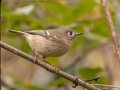 Ruby-crowned Kinglet  - Bells Bend Park, Davidson County, Oct 28, 2021
