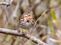 Fox Sparrow (Red) - 2496–2698 Shelton Ferry Rd, Clarksville, Montgomery County, January 11, 2021