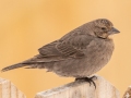 Brown-headed Cowbird ( female) - Yard Birds, Clarksville, Montgomery County, February 18, 2021