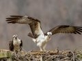 Ospreys on Nesting Platform - Cross Creeks NWR,  Stewart County, March 22, 2021