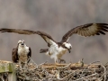 Ospreys on Nesting Platform - Cross Creeks NWR,  Stewart County, March 22, 2021