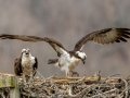 Ospreys on Nesting Platform - Cross Creeks NWR,  Stewart County, March 22, 2021