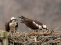 Ospreys on Nesting Platform - Cross Creeks NWR,  Stewart County, March 22, 2021