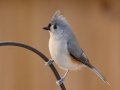 Tufted Titmouse - Yard Birds - Clarksville, Montgomery County, January 12, 2021