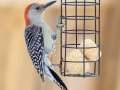 Red-bellied Woodpecker (male) - Yard Birds, Clarksville, Montgomery County, February 18, 2021