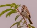 Song Sparrow -  Bells Bend Park, Davidson County, Oct 28, 2021