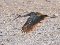 Limpkin - Tennessee NWR--Duck River Unit, Humphreys County, Nov 8, 2021