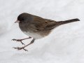 Dark-eyed Junco (Slate-colored) - Yard Birds, Clarksville, Montgomery County, February 18, 2021