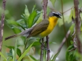 Yellow-breasted Chat - Rotary Park, Clarksville, Montgomery County, May 16, 2021