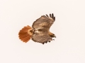 Red-tailed Hawk - Barkley WMA, Stewart County, March 22, 2021