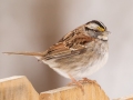 White-throated Sparrow - Yard Birds, Clarksville, Montgomery County, February 18, 2021