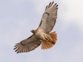 Red-tailed Hawk - Barkley WMA, Stewart County, March 22, 2021