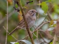 Lincoln's Sparrow - Bells Bend Park, Davidson County, Oct 28, 2021