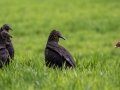 Black Vultures confront a Turkey Vulture - Cross Creeks NWR,  Stewart County, March 22, 2021