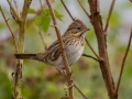 Lincoln's Sparrow - Bells Bend Park, Davidson County, Oct 28, 2021