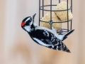 Downy Woodpecker (male) - Yard Birds, Clarksville, Montgomery County, February 18, 2021