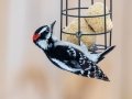 Downy Woodpecker (male) - Yard Birds, Clarksville, Montgomery County, February 18, 2021