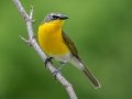 Yellow-breasted Chat - Rotary Park, Clarksville, Montgomery County, May 16, 2021