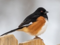 Eastern Towhee (male) - Yard Birds, Clarksville, Montgomery County, February 18, 2021