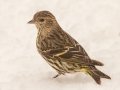 Pine Siskin - Yard Birds, Clarksville, Montgomery County, February 18, 2021