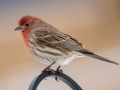 House Finch (male) - Yard Birds, Clarksville, Montgomery County, February 18, 2021