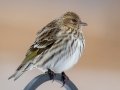 Pine Siskin - Yard Birds, Clarksville, Montgomery County, February 18, 2021