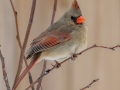 Northern Cardinal (female) - Yard Birds, Clarksville, Montgomery County, February 18, 2021