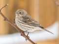 House Finch (female) - Yard Birds, Clarksville, Montgomery County, February 18, 2021