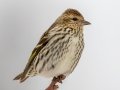 Pine Siskin - Yard Birds, Clarksville, Montgomery County, February 18, 2021