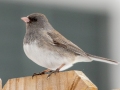 Dark-eyed Junco (Slate-colored) - Yard Birds, Clarksville, Montgomery County, February 18, 2021