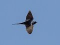Barn Swallow - Cross Creeks NWR, Stewart County, March 26, 2021