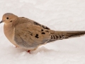 Mourning Dove - Yard Birds, Clarksville, Montgomery County, February 18, 2021