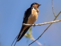 Barn Swallow - Cross Creeks NWR, Stewart County, March 26, 2021