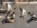 Mallards - Dunbar Cave SP, Clarksville, Montgomery County, February 19, 2021