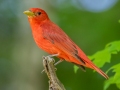 Summer Tanager (male) - Rotary Park, Clarksville, Montgomery County, May 16, 2021