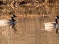 Canada Geese - Paris Landing State Park, Henry County, January 29, 2021