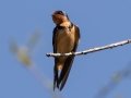 Barn Swallow - Cross Creeks NWR, Stewart County, March 26, 2021
